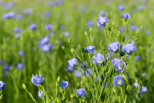 Blommande lin med små blå blommor på en grön äng